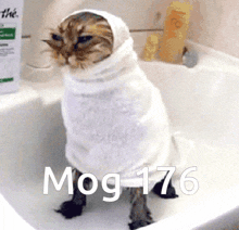 Mog Mogcat GIF - Mog Mogcat Mog 176 GIFs