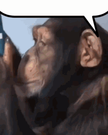 Monkey Monkey Looking At Phone GIF - Monkey Monkey Looking At Phone Chat Bubble GIFs