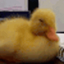 a small yellow duck is laying down on a desk in front of a computer monitor .