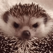 Hedgehog Angry GIF - Hedgehog Angry GIFs