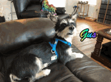 a small black and white dog is sitting on a couch with the word gus written on the corner