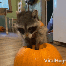 What'S Inside Raccoon GIF - What'S Inside Raccoon Viralhog GIFs