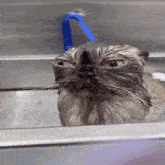 a cat is taking a bath with a blue hose attached to its head