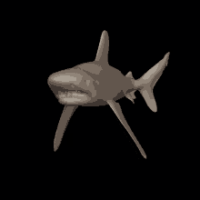 3d shark
