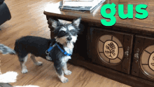 Dog Doggo GIF - Dog Doggo Gus GIFs