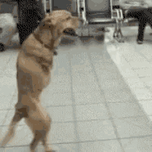 Special Dog GIF - Special Dog No Front Legs GIFs