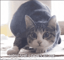 a cat is looking at the camera with the words " how she looks at me " below it