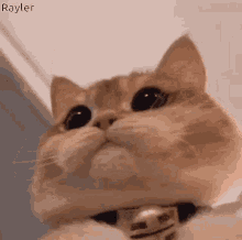 a close up of a cat wearing a bell around its neck .
