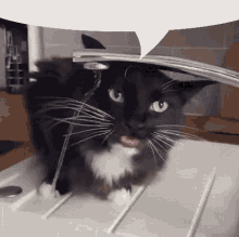 Cat Licking GIF - Cat Licking Water GIFs