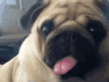a pug dog is sticking its tongue out and looking at the camera