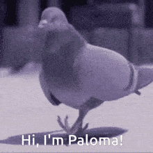 a pigeon is standing on a white surface and says `` hi , i 'm paloma '' .