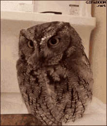 Owl Hat GIF - Owl Hat GIFs