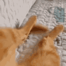 Cat Toes GIF