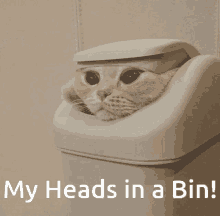 cat bin funny cat stupid cat cat head