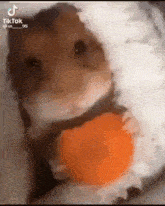 a close up of a hamster holding a carrot in its mouth .