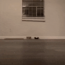 a cat is laying on the floor in a living room .