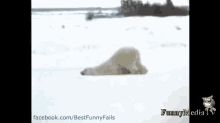 This Is Halitosis GIF - Polar Bear Over It Lazy GIFs