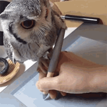 Owl Help You! GIF - GIFs