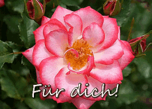 Rose Für Dich. GIF