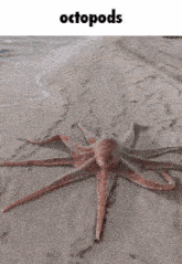 an octopus is laying on a sandy beach with the words octopods above it