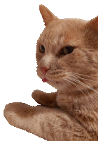 Bleh Orange Cat Sticker - Bleh Orange Cat Cat Meme Stickers
