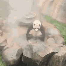 Twiddle Panda GIF - Twiddle Panda Bradykins GIFs