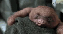 Sleepy Sloth GIF - Sleepy Sloth Adorable GIFs