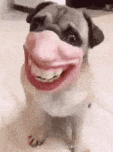 Pug Mask GIF - Pug Mask Dog GIFs