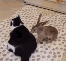 Bunny Massage Bunny Cat GIF - Bunny Massage Bunny Cat Massage GIFs