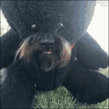 Teddy Bear Dog GIF - Teddy Bear Dog Treat GIFs