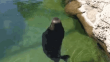Peaceful Seal GIF - Peaceful Peace Of Mind No Need To Be Upset GIFs