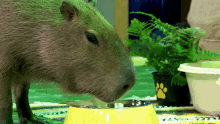Capybara Eating GIF - Capybara Eating Cool GIFs