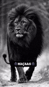 a black and white photo of a lion with the word macaas on the bottom right