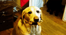 Golden Retriever Dog GIF - Golden Retriever Dog Treats GIFs
