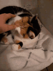 Ouch Angry GIF - Ouch Angry Cat GIFs