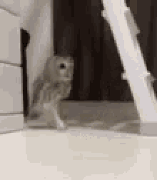 Sneak Owl GIF - Sneak Owl GIFs