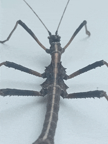 a close up of a stick bug with a white stripe on the back