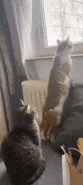 Cat Danut GIF - Cat Danut GIFs