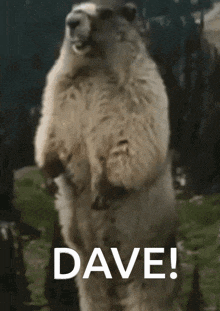 a sheep standing on its hind legs with the word dave written above it