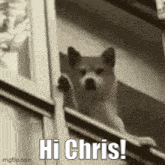 Hi Chris GIF