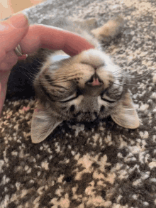 Kitten Chin GIF - Kitten Chin Scratches GIFs