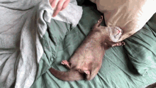 otter cute animals sleep asleep bed