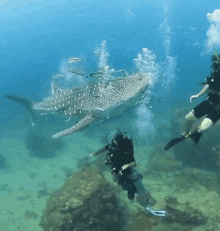 Whale Shark Bubbles GIF - Whale Shark Shark Bubbles GIFs