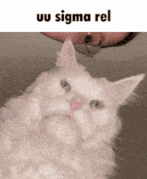 Sigma Cat GIF - Sigma Cat GIFs