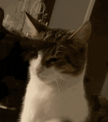 Marco Polo Fight Cat Fight GIF - Marco Polo Fight Cat Fight Cat Hit GIFs