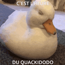 Quackisleep Quackidodo GIF - Quackisleep Quackidodo GIFs