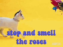 Detente Y Huele Stop And Smell The Roses GIF - Detente Y Huele Stop And Smell The Roses Cat GIFs