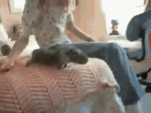 Will My Guinea Pig Jump Off The Bed GIF - Will My Guinea Pig Jump Off The Bed GIFs