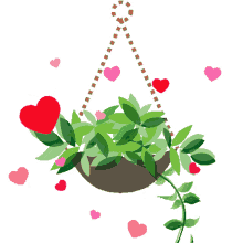 hearts plant