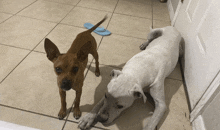 a brown chihuahua and a white dog are laying on a tiled floor